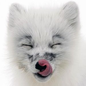 Meet your Posher, Corrie